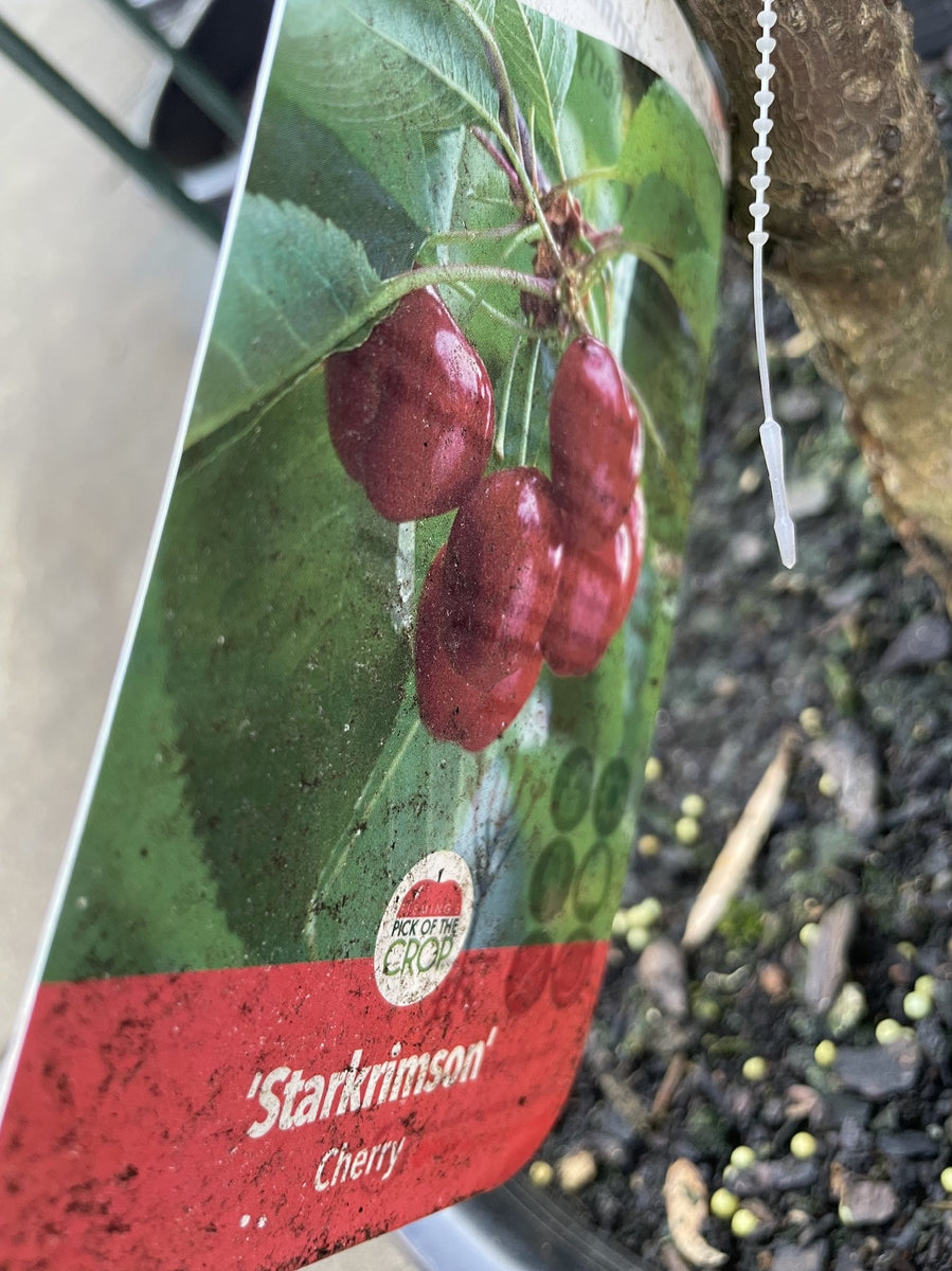 Cherry Starkrimson 25cm – Poyntons Nursery