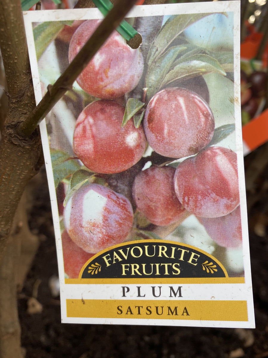 PLUM SATSUMA 33CM Poyntons Nursery