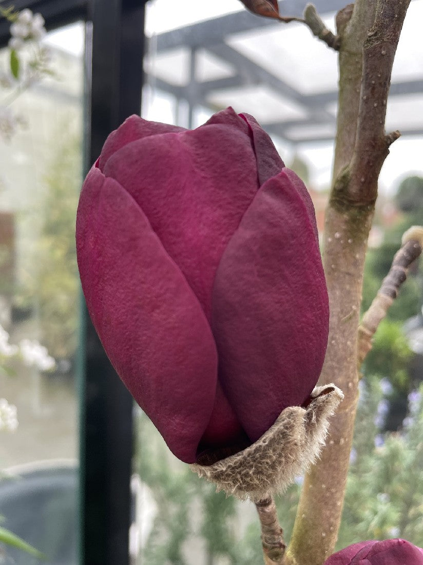 Magnolia Black Tulip 25cm Poyntons Nursery