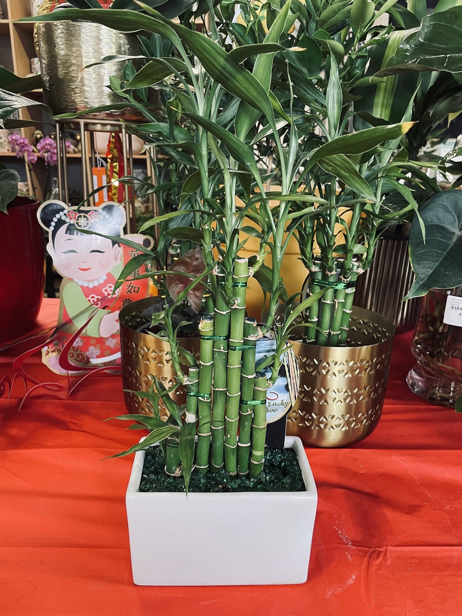 lucky bamboo sydney LUCKY BAMBOO F – Poyntons Nursery