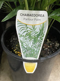 CHAMAEDOREA ELEGANS PARLOUR PALM 14CM