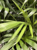 CHAMAEDOREA ELEGANS PARLOUR PALM 14CM