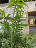 CHAMAEDOREA ELEGANS PARLOUR PALM 14CM