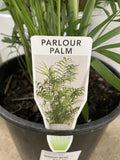 CHAMAEDOREA ELEGANS PARLOUR PALM 12CM