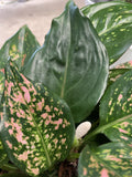 AGLAONEMA LADY VALENTINE 20CM