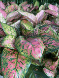 AGLAONEMA LADY VALENTINE 20CM