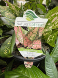 AGLAONEMA LADY VALENTINE 20CM