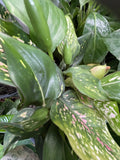 AGLAONEMA LADY VALENTINE 20CM