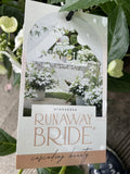 RUNAWAY BRIDE™ HYDRANGEA hybrid ‘USHYD0405’ 25CM