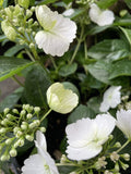 RUNAWAY BRIDE™ HYDRANGEA hybrid ‘USHYD0405’ 25CM