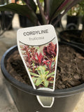 CORDYLINE TROPIC FROST 20CM
