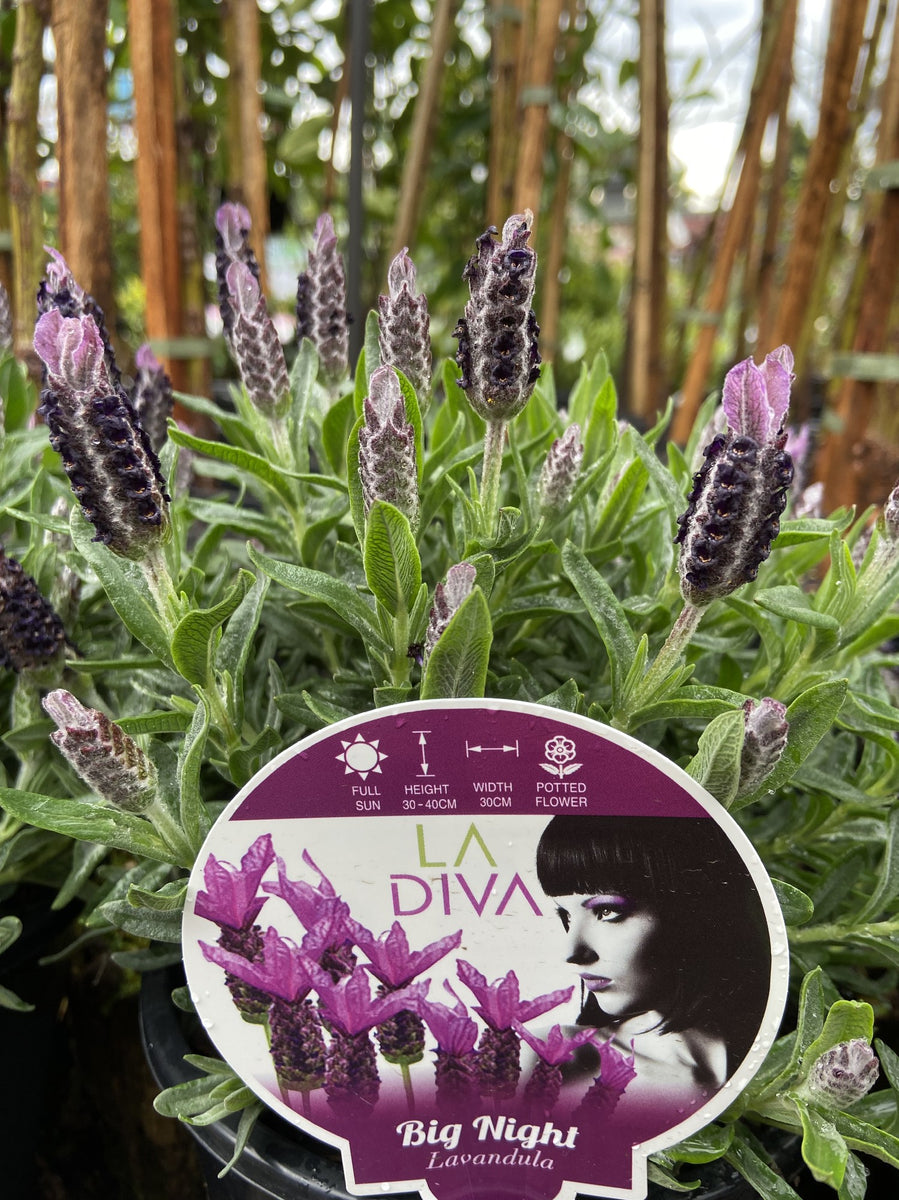 night lavender plant LAVANDULA LA DIVA BIG NIGHT 20CM – Poyntons Nursery