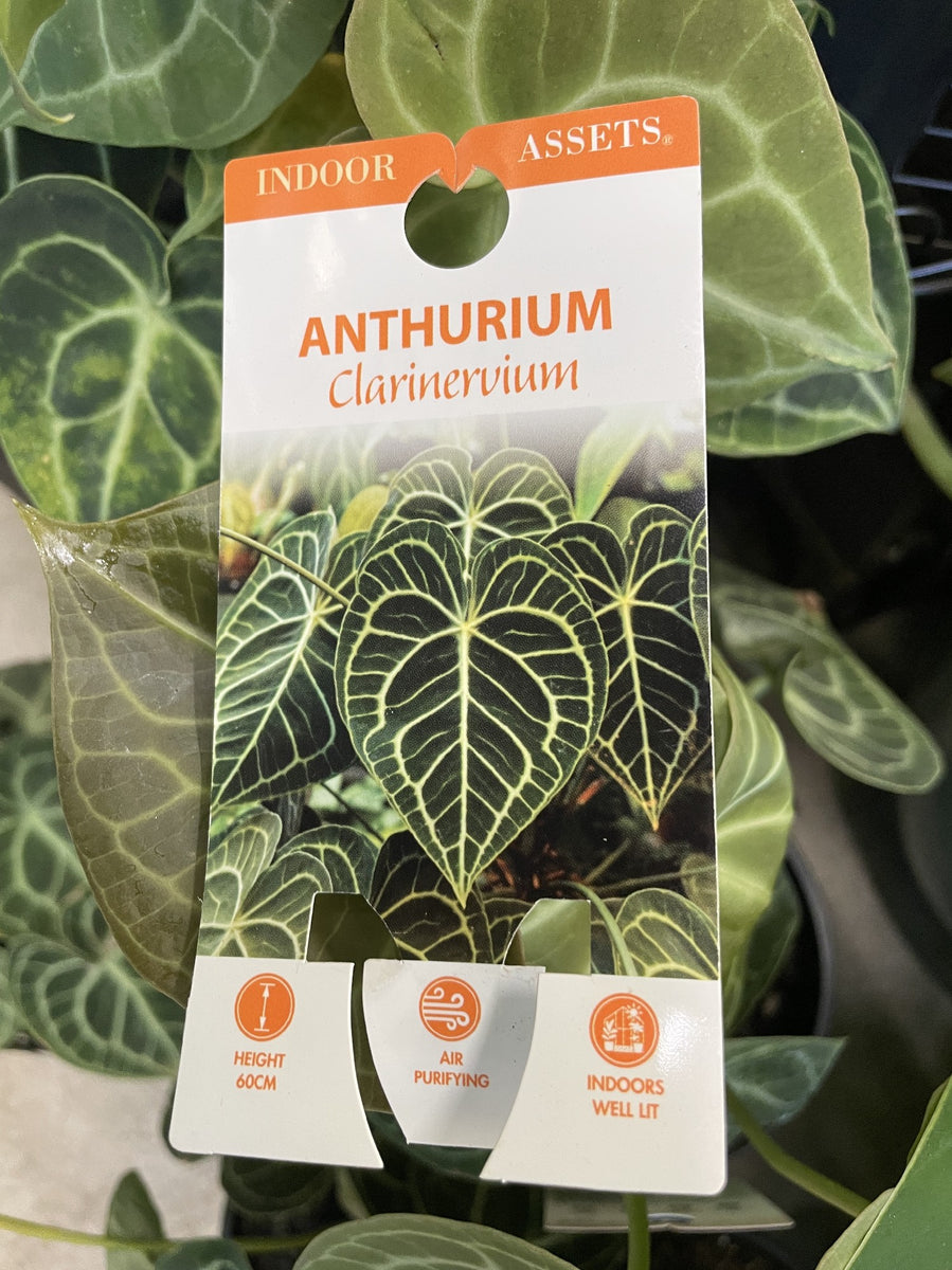 anthurium clarinervium buy australia ANTHURIUM CLARINERVIUM 18CM – Poyntons Nursery