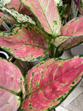 AGLAONEMA CHINA 9CM