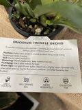 ONCIDIUM TWINKLE CHIAN-TZY ORO ORCHID 8.5CM