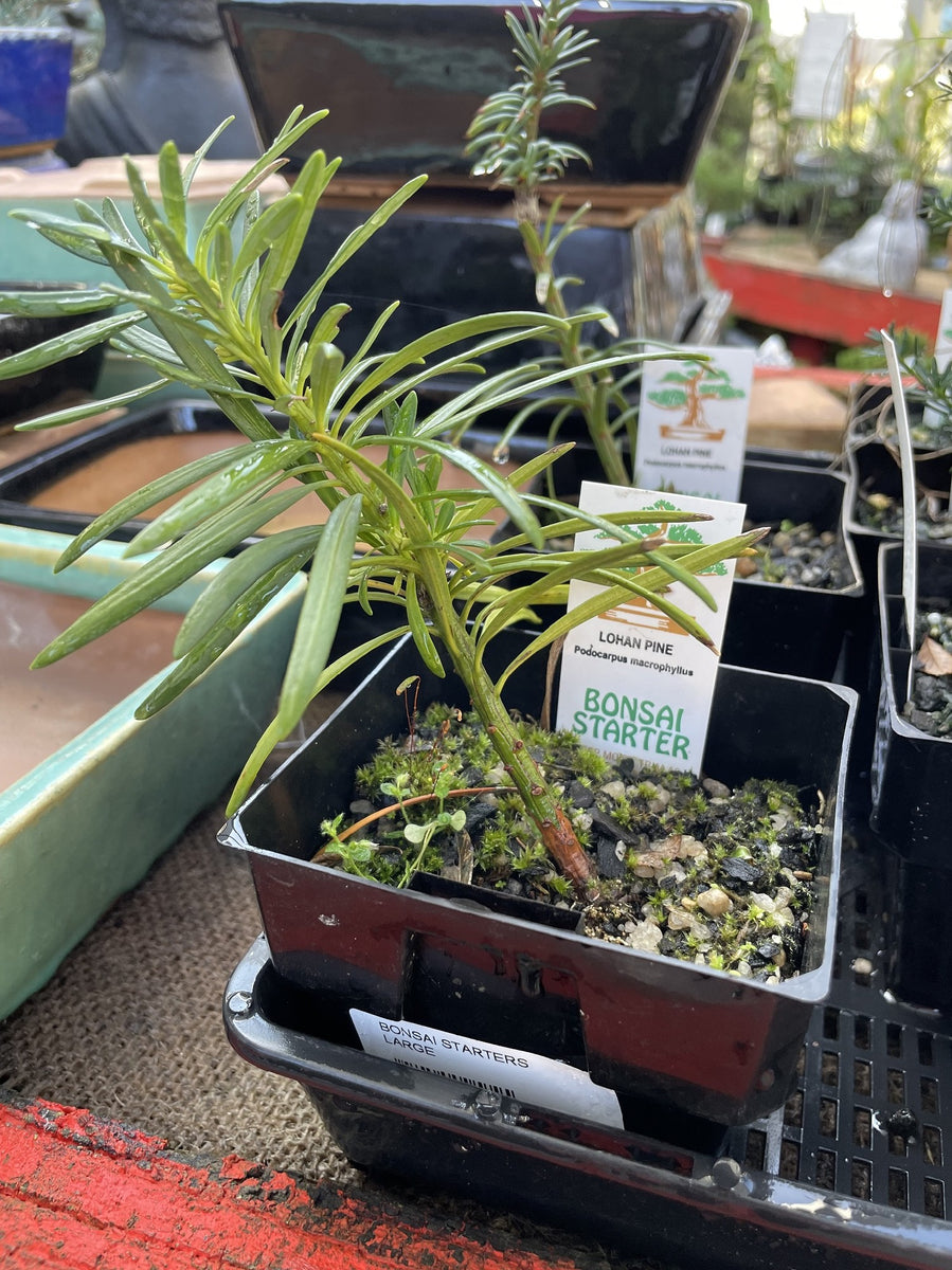 BONSAI STARTERS LARGE – Poyntons Nursery