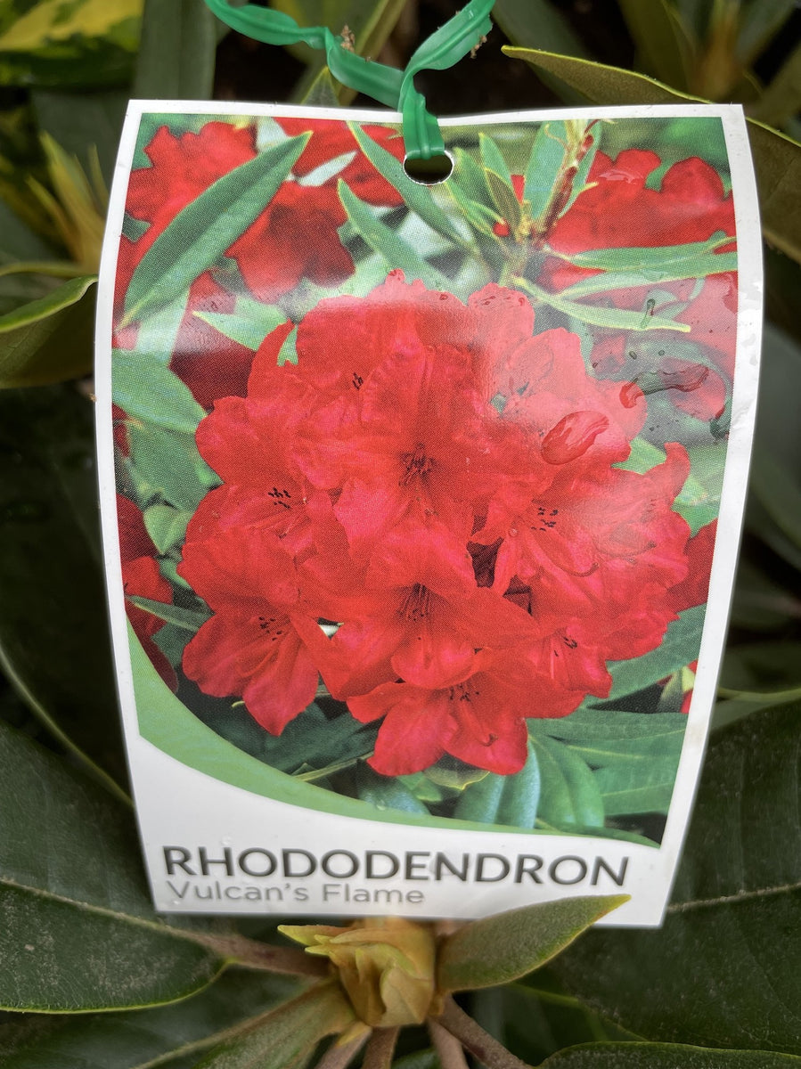 rhododendron vulcan flame RHODODENDRON VULCAN'S FLAME 25CM – Poyntons Nursery