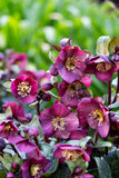 HELLEBORUS VIBEY VELVET 18CM PGA