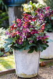 HELLEBORUS VIBEY VELVET 18CM PGA