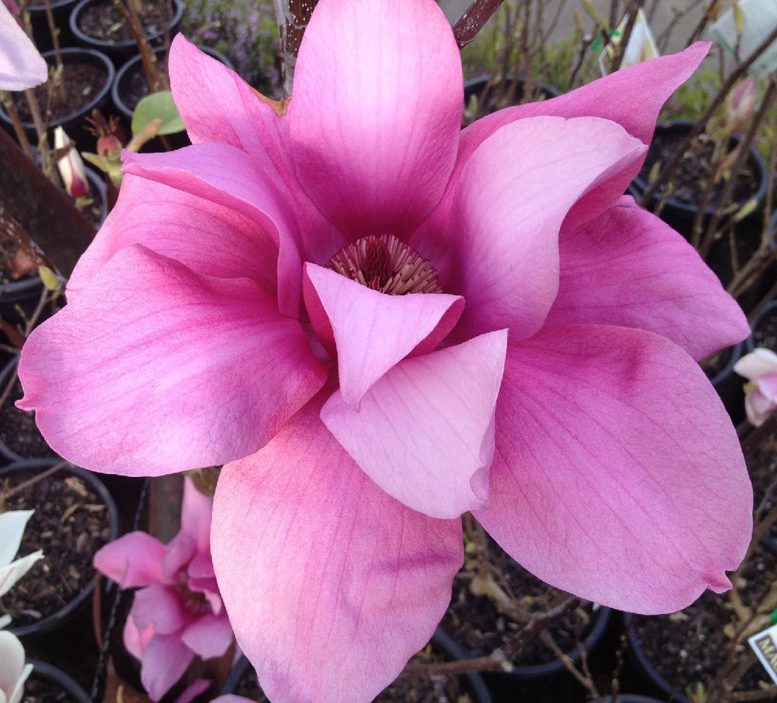 Magnolia Vulcan 20cm – Poyntons Nursery