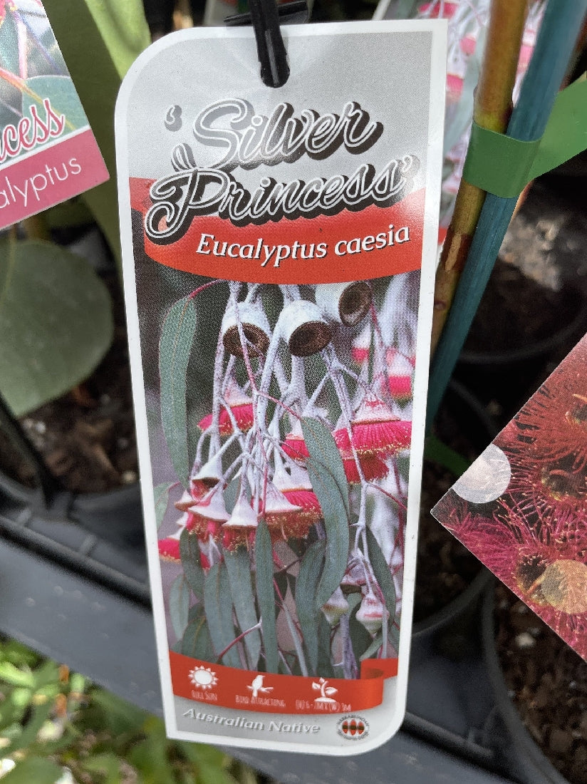 Eucalyptus caesia Silver Princess