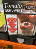TOMATOES ADVANCED 10CM POTS