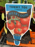 TOMATOES ADVANCED 10CM POTS