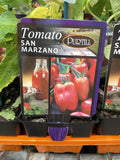 TOMATOES ADVANCED 10CM POTS