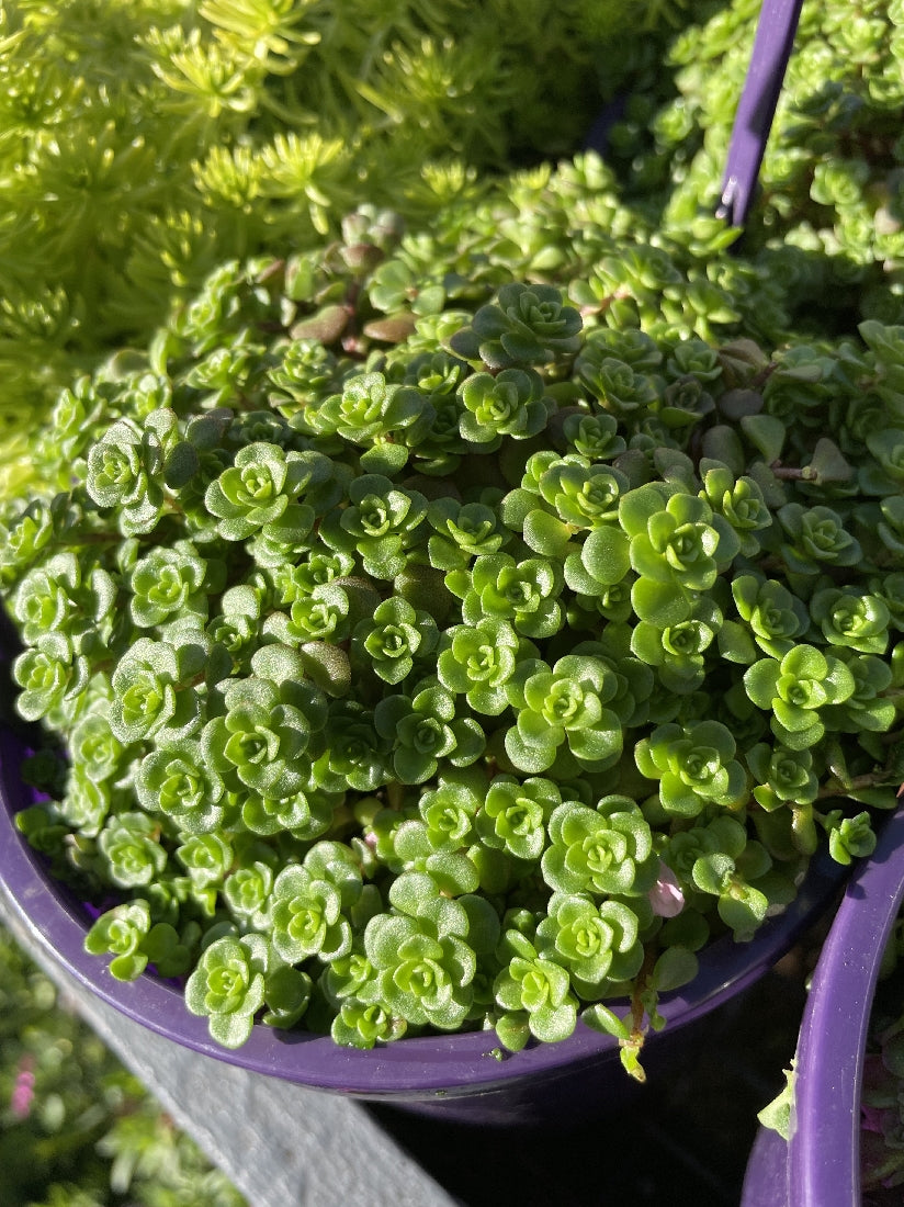 green blob succulent SEDUM GREEN BLOB 14CM PGA