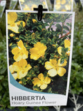 HIBBERTIA OBTUSIFOLIA 14CM