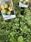 HIBBERTIA OBTUSIFOLIA 14CM