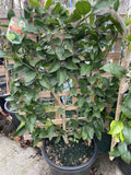 LIME TAHITIAN ESPALIER 33CM 