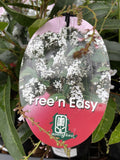 HARDENBERGIA FREE 'N' EASY 14CM