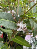 HARDENBERGIA FREE 'N' EASY 14CM