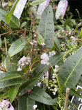 HARDENBERGIA FREE 'N' EASY 14CM