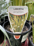 LIBERTIA PEREGRINANS 14CM