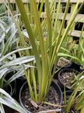 LIBERTIA PEREGRINANS 14CM