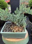 BONSAI 15CM