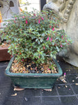 BONSAI 15CM