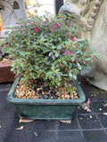 BONSAI 15CM