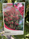 RIBES SANGUINEUM 20CM