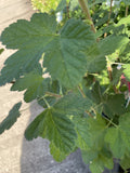 RIBES SANGUINEUM 20CM