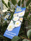 CAMELLIA PARADISE VENESSA 20CM