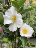 CAMELLIA PARADISE VENESSA 20CM