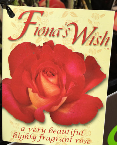 ROSA STANDARD FIONA'S WISH 3FT 20CM 