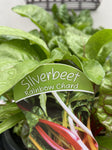 HERB/VEGGIE ASSTD 20CM 