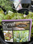 HERB/VEGGIE ASSTD 20CM 