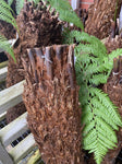 TREE FERN 3 FEET