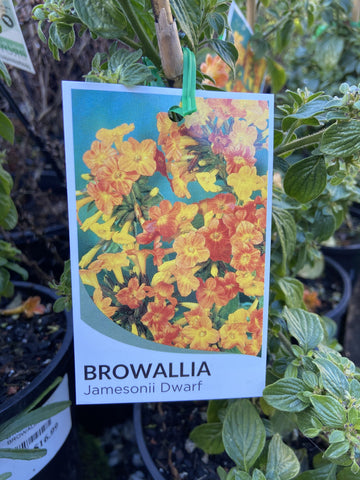 BROWALLIA JAMESONII 14CM