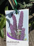 BUDDLEJA BLACK KNIGHT 14CM